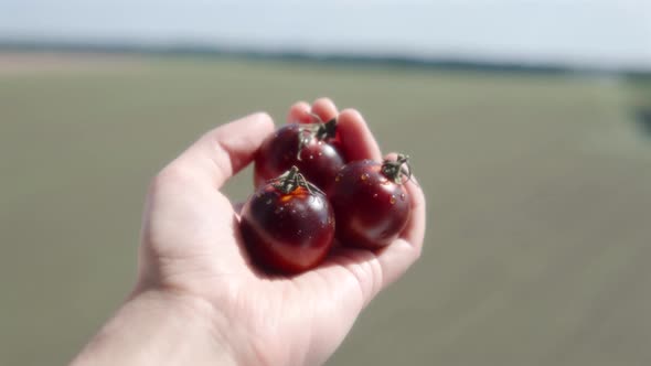 A Ripe Organic Black Cocktail Tomatoes in the Farmer's Hand Against the Backdrop of an Endless Field