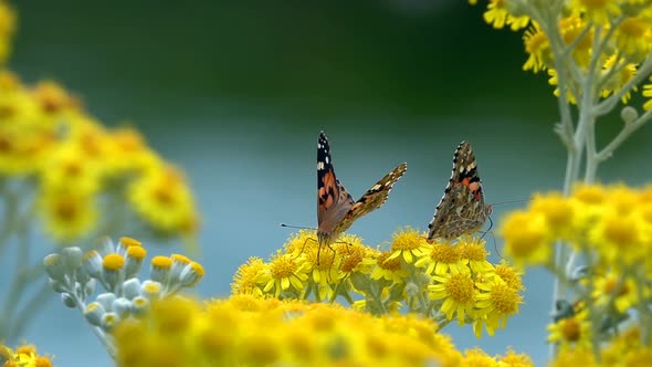 Butterfly Named Vanessa Cardui On Yellow Flowers  alt