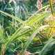 Morning Dew Drops on Green Grass - VideoHive Item for Sale