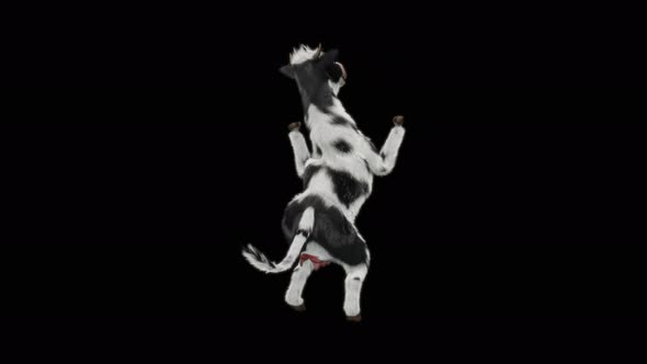 Cow Dance 4K alt