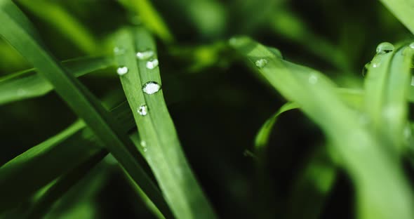 Green Grass with Dew Drops After Rain alt