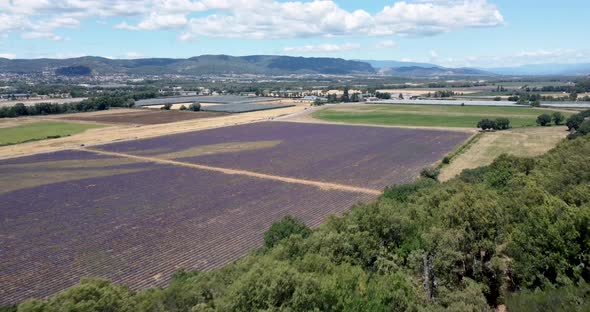 Aerial View of Lavender Flower in France Provence July 2021 Mavic Mini 2