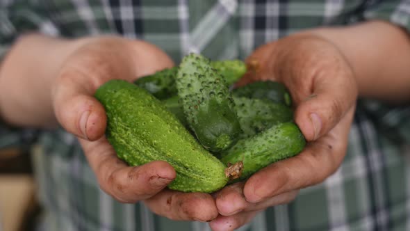 Fresh and Ripe Cucumbers in a Hands of Farmer
