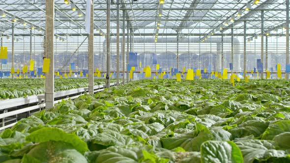 Cucumber Plants in Commercial Greenhouse alt