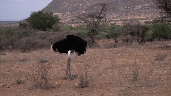 Struthio camelus ostrich, Kenya Africa alt