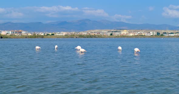 Pink Flamingos Eating, in Front of the City of Cagliari, Sardinia, Italy alt