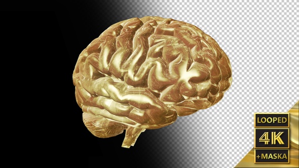 Computer Model of the Human Brain