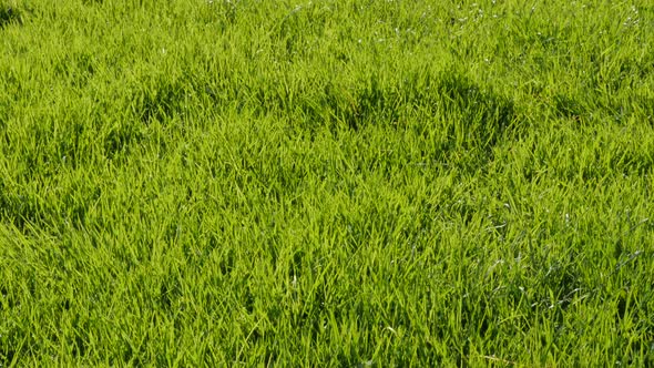 Green fresh and cultivated field of grass slow tilt 4K 2160p 30fps UltraHD footage - Green grass bed alt