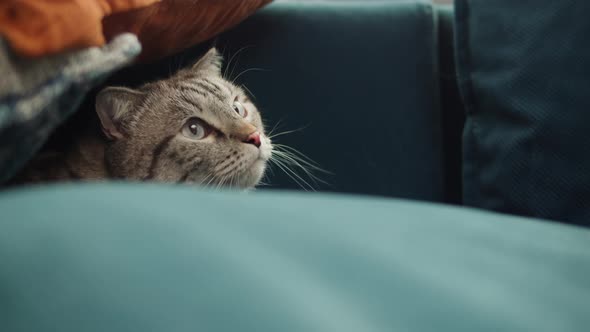 Cat Lying on Sofa Closeup Scottish Fold alt