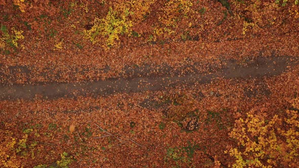 Aerial View Descending Slowly in Autumn Colored Wood With Falling Leaves