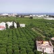Orange plantations. Flying over citrus green orchard - VideoHive Item for Sale