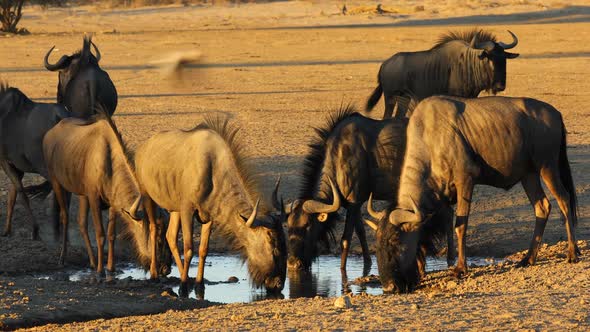 Blue Wildebeest Drinking Water  alt