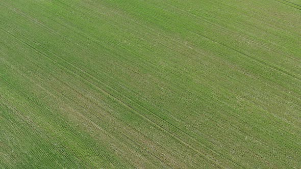 Organic green field crop by early spring 4K aerial footage