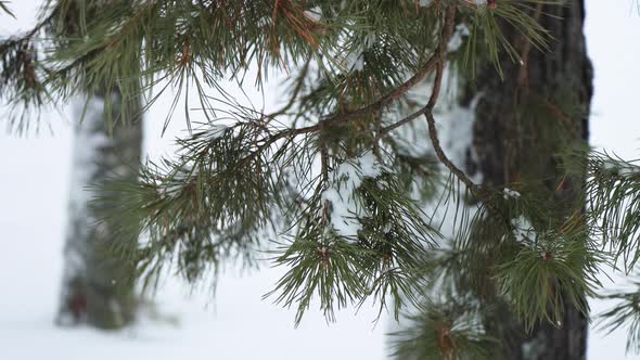 3 Coniferous Branch Under The Snow