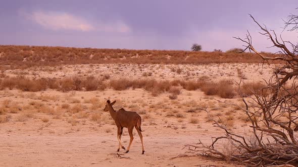 A Female and two juvenile Greater Kudus walk in golden Kalahari sand alt