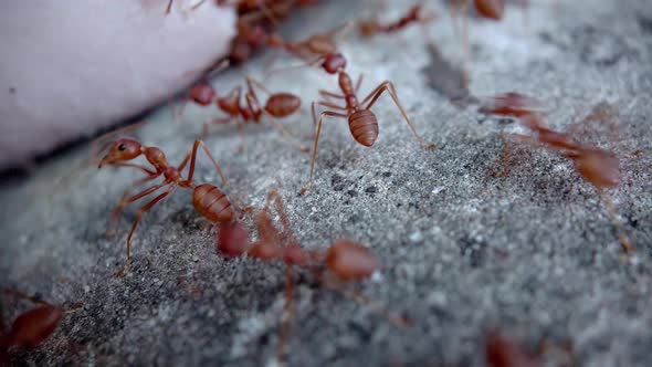Teamwork Red Ants Carry a Piece of Ham Up the Wall alt