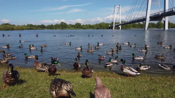 Ducks Eating at the River Bank