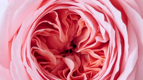 Beautiful Pink Rose Rotating on White Background Macro Shot alt