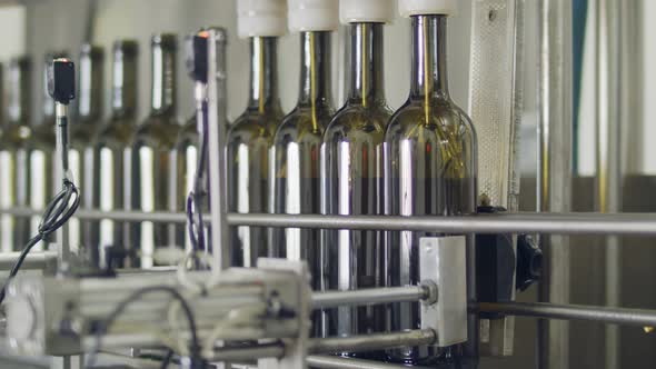 Filling of olive oil bottles in a bottling factory alt