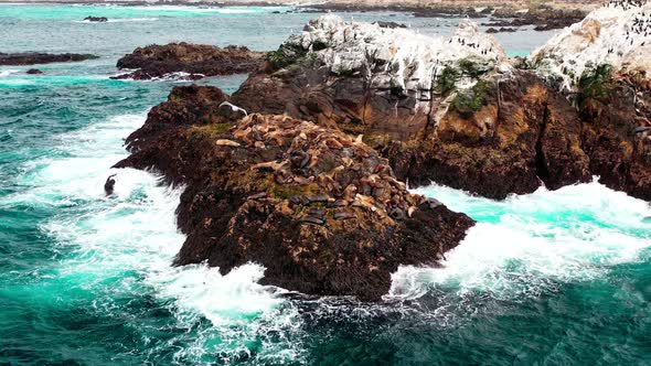 Big group of seals sleeping on the big rock by the Monterey Beach. California, the United States. Wi alt