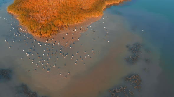 Desert Island with Gulls That