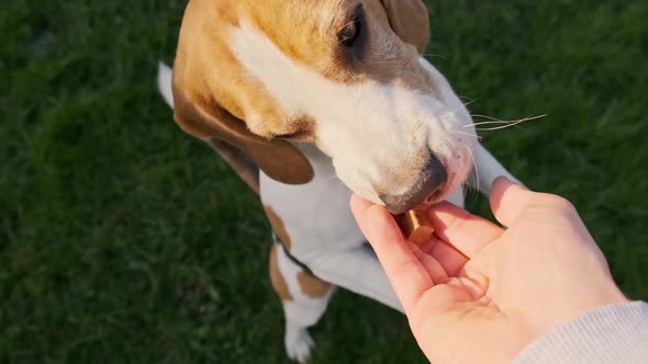 Beagle Dog Jumps on Two Feet in Slow Motion Top View. alt