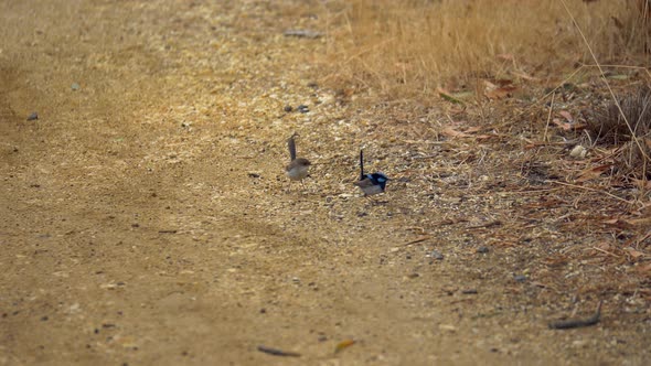 Pair Of Superb Fairywren’s Hopping On The Dry Grass Looking For Food alt
