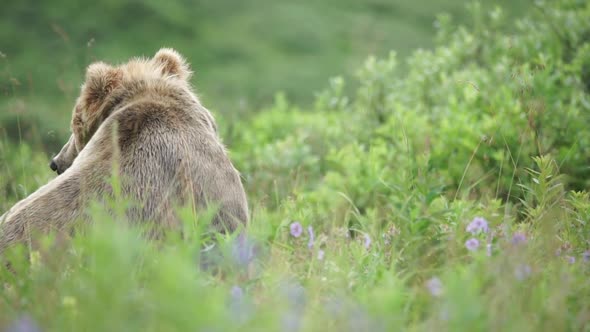 a brown bear in Alaska alt