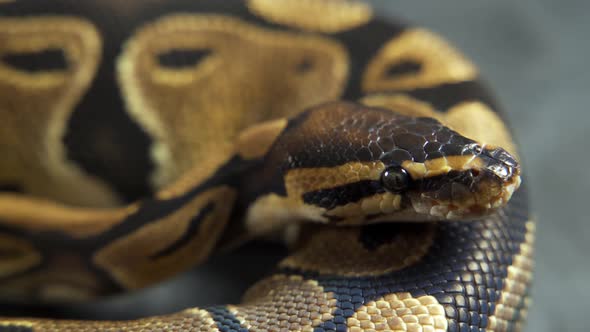 Royal Python or Python Regius on Wooden Snag in Studio Against a White Background