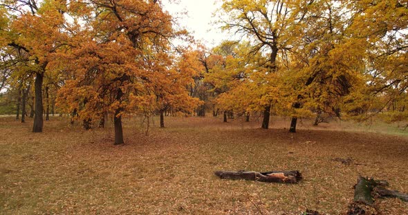 Oak Forest In Autumn alt