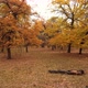 Oak Forest In Autumn - VideoHive Item for Sale