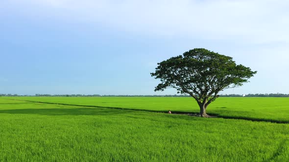 Peaceful landscape with alone tree, kites and green fields in the countryside alt