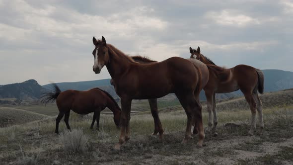 Wild Horses