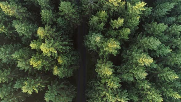 Aerial Top Down View of Road in Forest