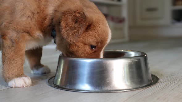 Feeding Of Hungry Puppy
