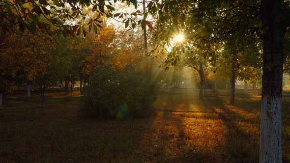 The Sun's Rays Illuminate the Autumn Park