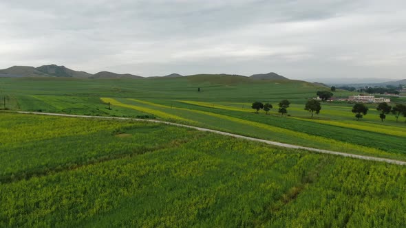 Rape flower fields in Inner Mongolia, China alt