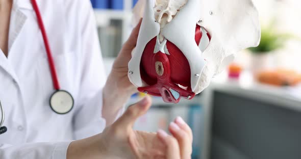 The Doctor Holds Medical Anatomical Female Pelvis Model alt