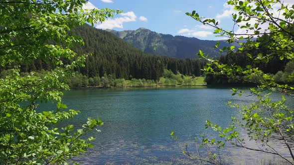 Lake Among Pine Forests - Aerial Drone