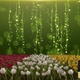 Spring Background With Tulips - VideoHive Item for Sale