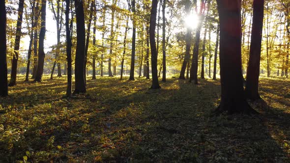Slowly moving through the autumn forest among the yellow leaves and the morning sun. alt