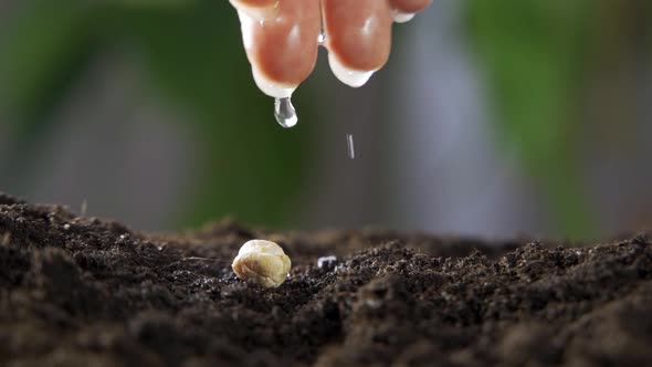 A Farmer's Hand Waters the Seed Closeup alt