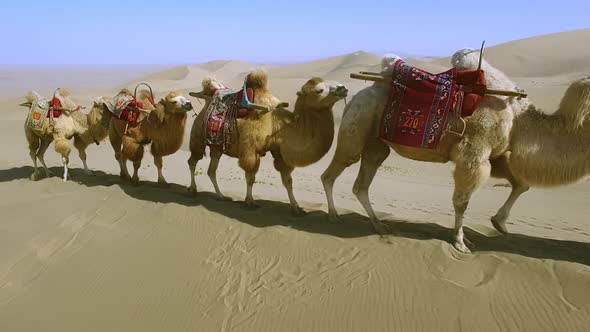 A Magnificent Six Camels Walking in a Bunch Behind a Drover in the Gobi Desert alt