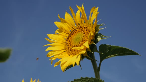 Blue sky and  sunflower Helianthus annuus plant  close-up 4K footage alt