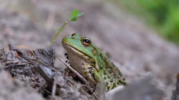 Portrait of Green Frog Sits on Shore Near the River alt