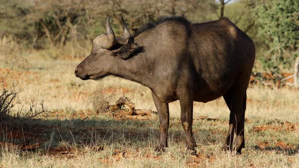 African Buffalo In Natural Habitat alt