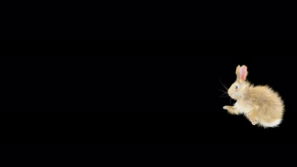 61 Rabbit Twist Flip 4K alt