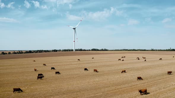 Top View of a Cow Pasture Near a Wind Farm Where Cows Graze alt