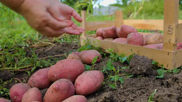 Front View Unrecognizably Hands Female Worker Pick Large Crop of Potatoes From Ground in Wooden Box alt