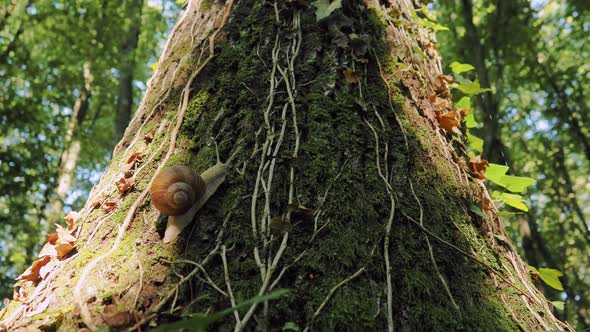 Snail on tree alt